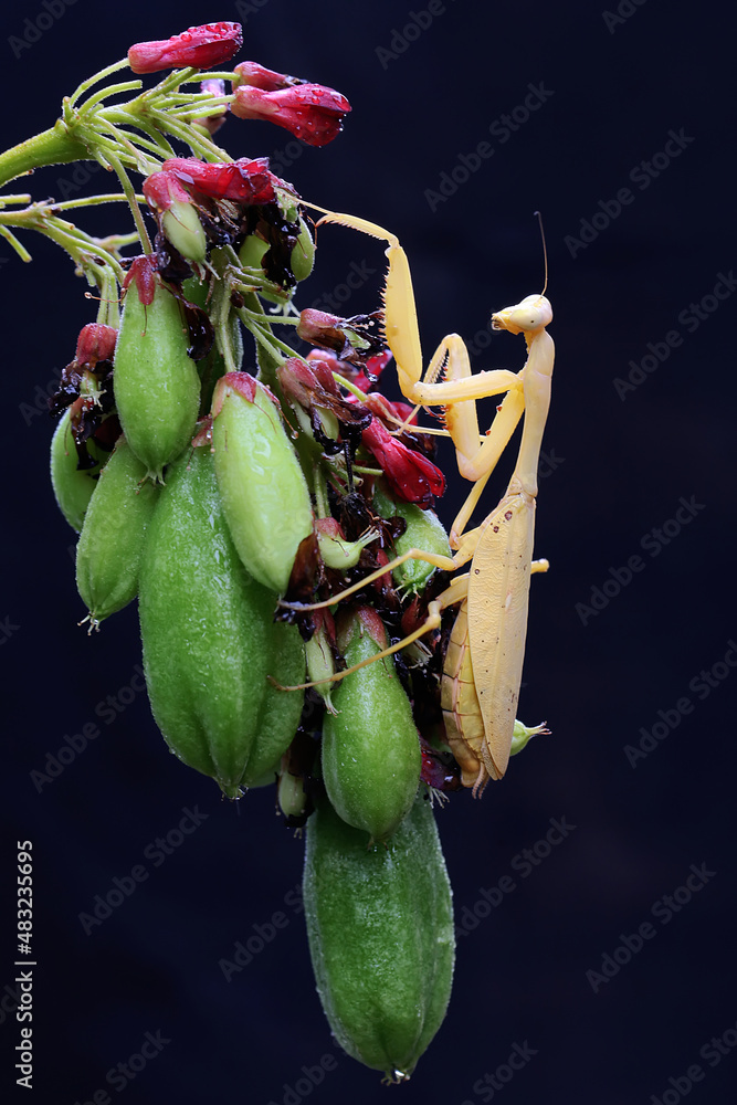 A yellow praying mantis is looking for prey in fruit cucumber trees