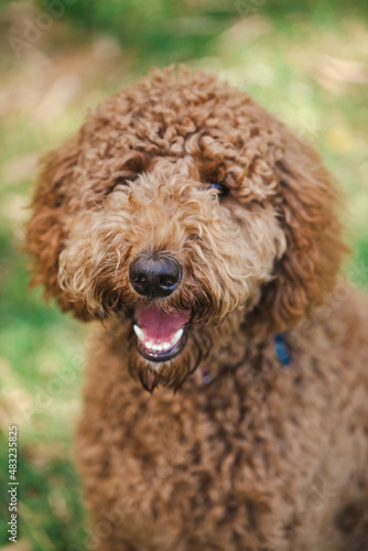 Young Groodle mixed-breed dog, also known as Golden Doodle, in pretty backyard setting