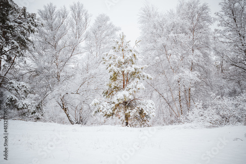 pine tree in the forest under the snow in winter © korobka_dv