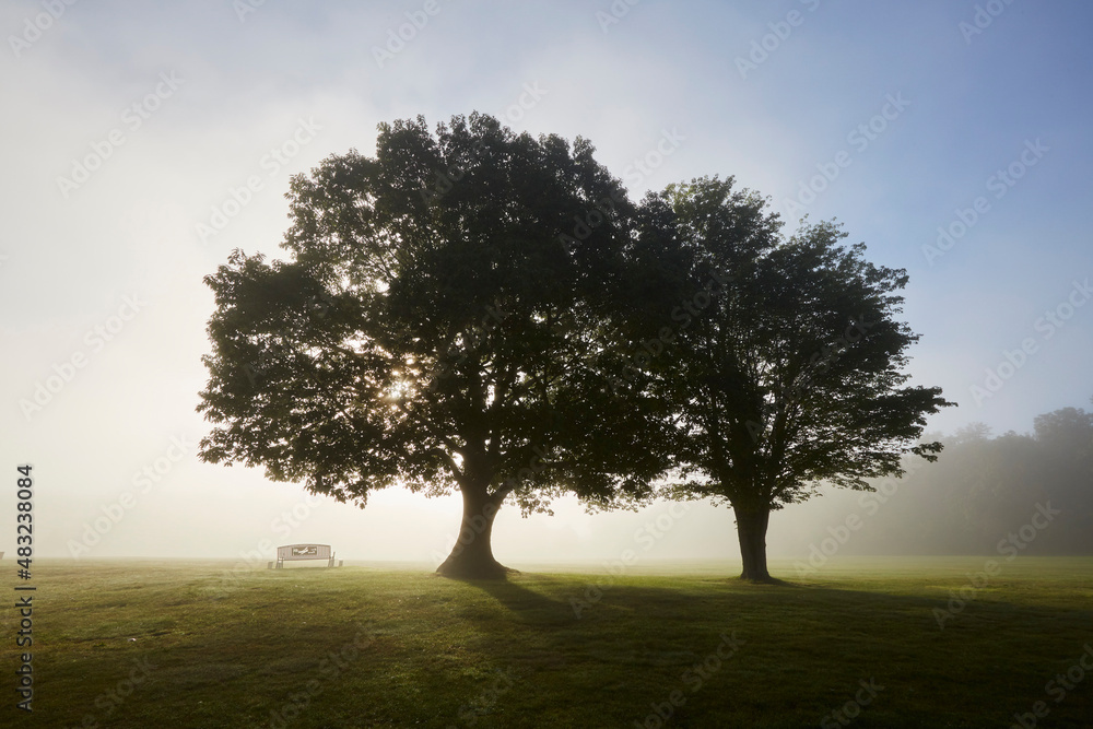 Obraz premium Sunrise Trees