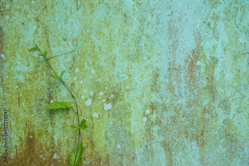 Wallpaper Mural Long ivy on rusty color cement wall closeup Torontodigital.ca