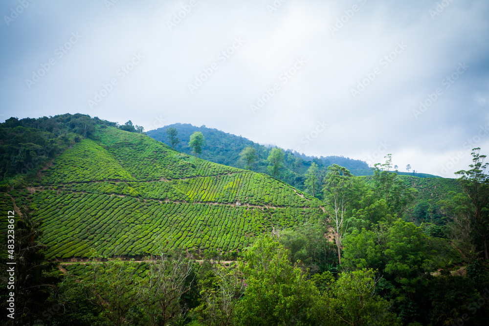 Tea Plantation in Cameron Highlands, Malaysia.