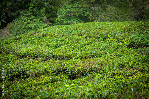 Tea Plantation in Cameron Highlands, Malaysia.