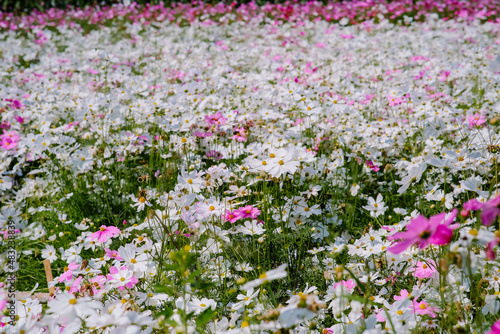 Beautiful cosmos flower bloom. Flower background .