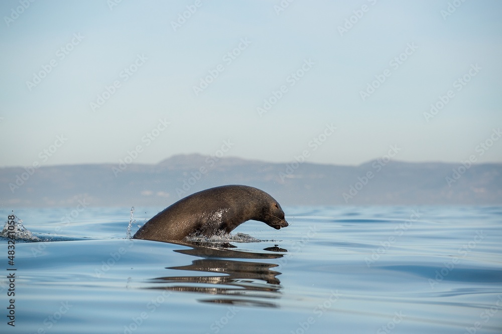 Obraz premium Jumping Cape fur seal (Arctocephalus pusillus pusillus) Adult brown seal swimming on water surface. Seals swim and jumping out of water . False Bay, Simon's Town South Africa.
