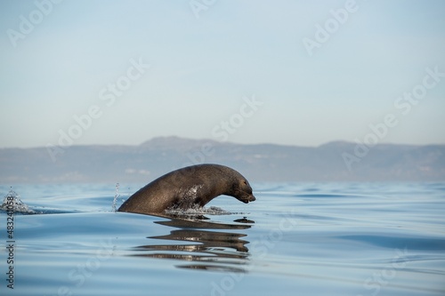 Jumping Cape fur seal (Arctocephalus pusillus pusillus) Adult brown seal swimming on water surface. Seals swim and jumping out of water . False Bay, Simon's Town South Africa.