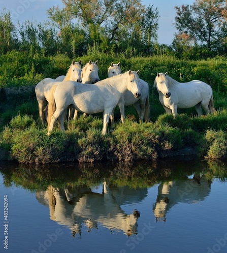 Portrait of the White Camargue Horses reflected in the water.