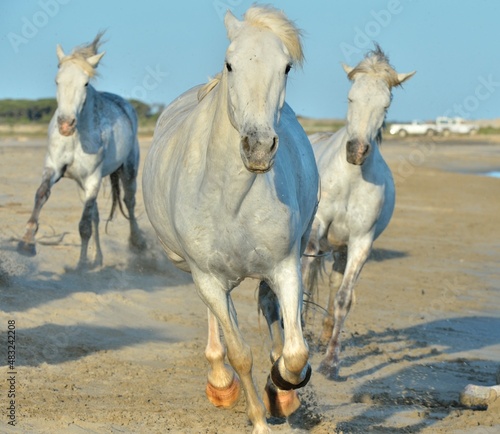 Herd of White Camargue Horses running on the sandy beach. Front view. Parc Regional de Camargue - Provence, France