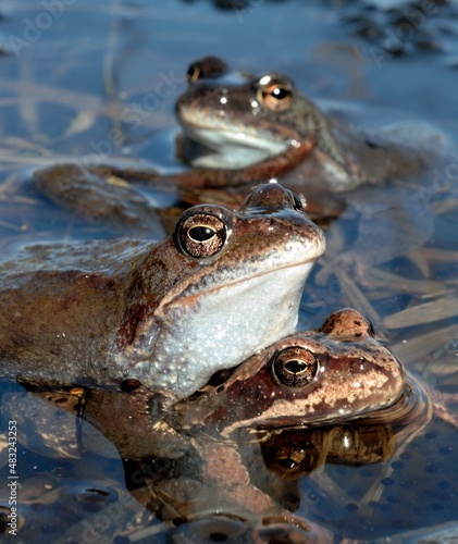 Copulation of The common frog (Rana temporaria) mating, also known as the European common frog, European common brown frog, or European grass frog,
