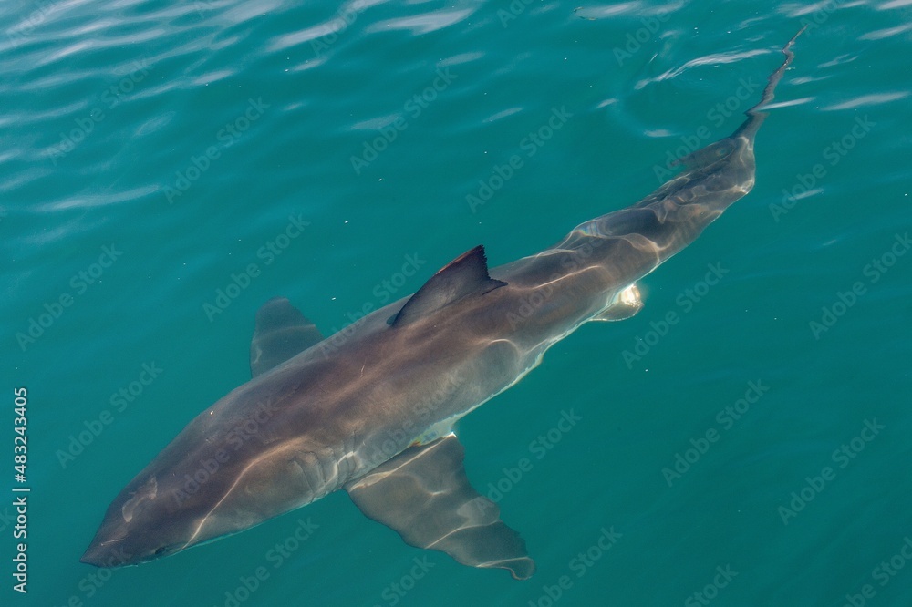 Naklejka premium Great White shark (Carcharodon carcharias) in the water.Pacific ocean near the coast of South Africa