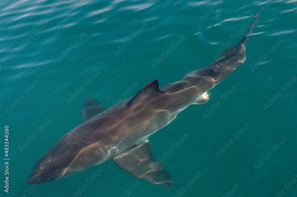 Fototapeta premium Great White shark (Carcharodon carcharias) in the water.
