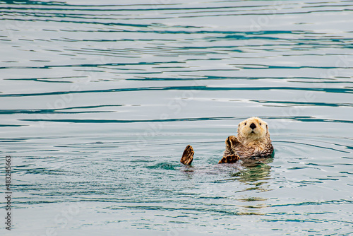 Sea Otter says hello