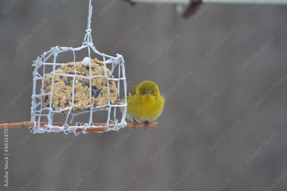 bird cage on a branch