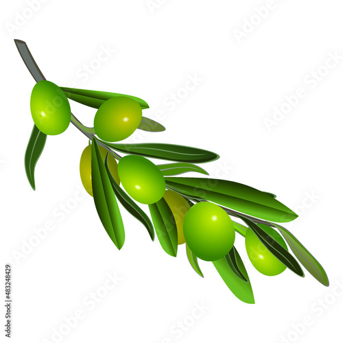 Green olive tree branch isolated on white background. Vector illustration