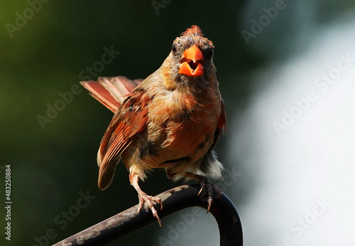 Canvas Print Male Northern Cardinal Looks Out From The Rim Of The Bird Feeder.