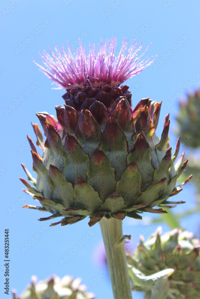 Artichoke plant Artichoke plant
