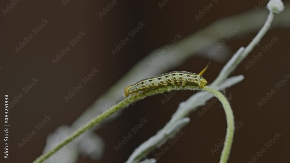 Yellow tomato hornworm caterpillar moving itself foreward by stretching its body over a circling green branch.Medium shot Yellow tomato hornworm caterpillar moving itself foreward by stretching its body over a circling green branch.Medium shot