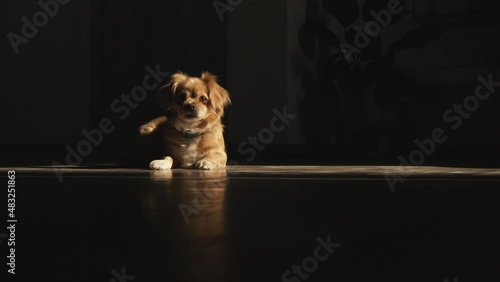 Cute dog resting in the sun and rising up leaving the shot photo