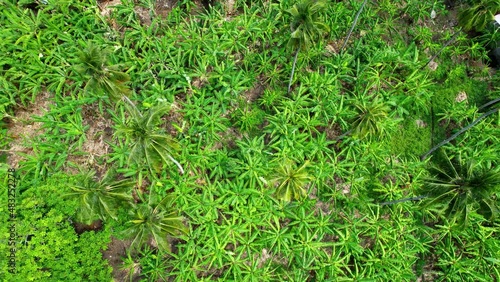 Aerial view over a plantain plants, in sunny, West Africa - top down, drone shot photo