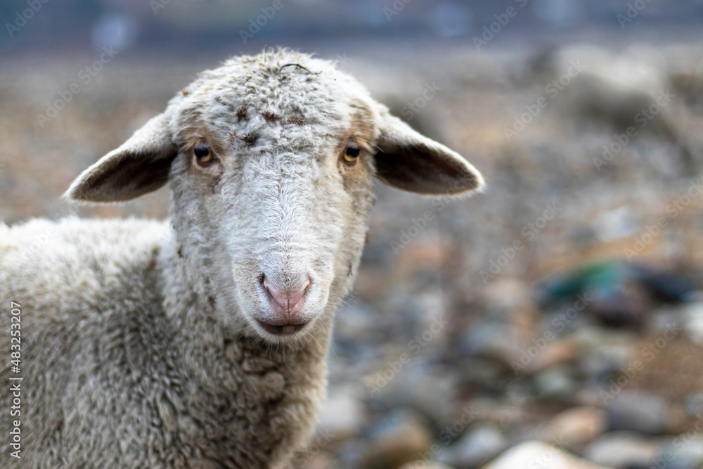 Sheep head shot with selective focus and blue background Sheep head shot with selective focus and blue background