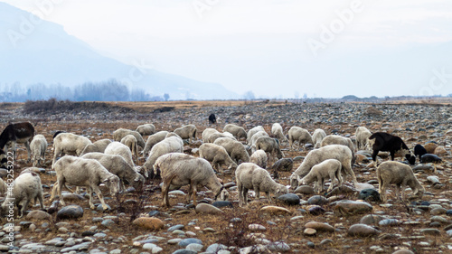 Flock of sheep herding in the wild