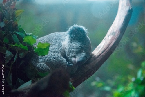 Fotografiet View Of An Animal Sleeping On Branch