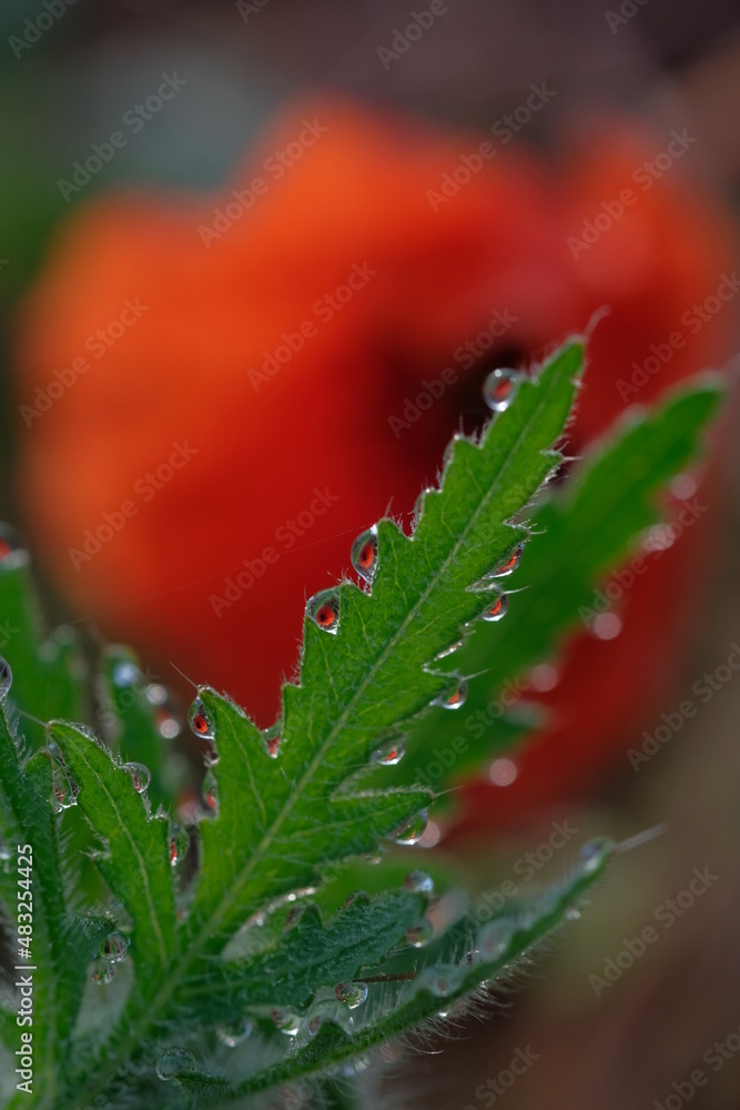 Dew drops on carved green poppy leaves Dew drops on carved green poppy leaves