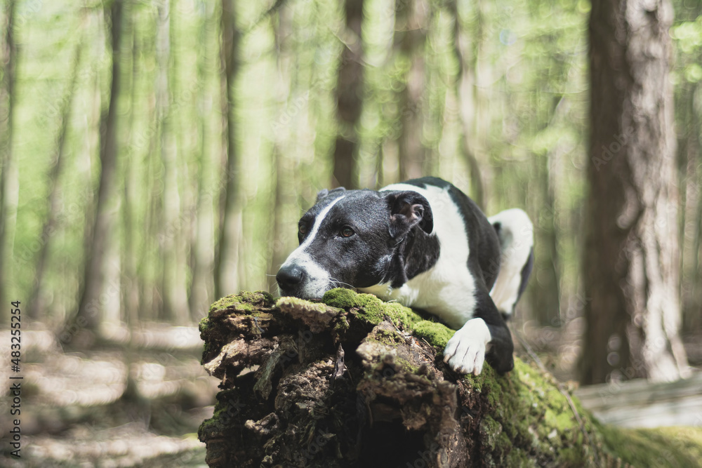 Dog with sad look resting on a tree trunk. Young black dog with white spots laying on a mossy rotten log. Selective focus on the details, blurred background.
