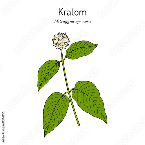 Kratom Mitragyna speciosa , medicinal plant