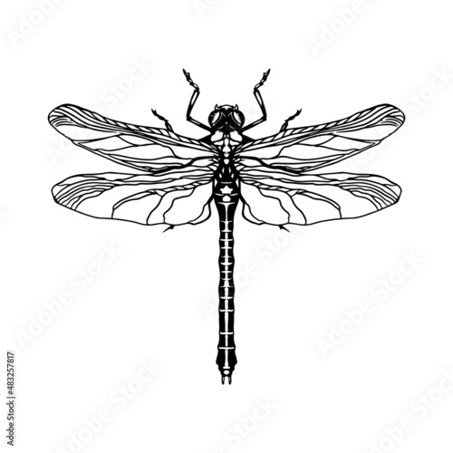 Bug - Anisoptera