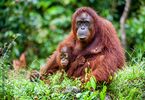A female of the orangutan with a cub in a native habitat. Bornean orangutan (Pongo pygmaeus)
