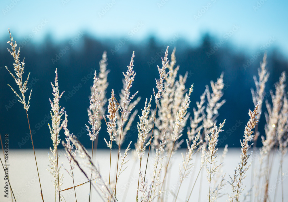 Fototapeta premium A beautiful winter day landscape of rural area. Snowy scenery of Northern Europe.