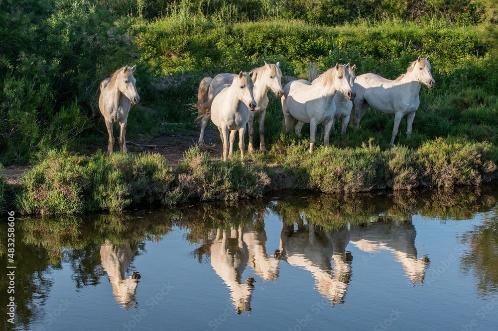 Fototapeta premium Portrait of the White Camargue Horses reflected in the water.