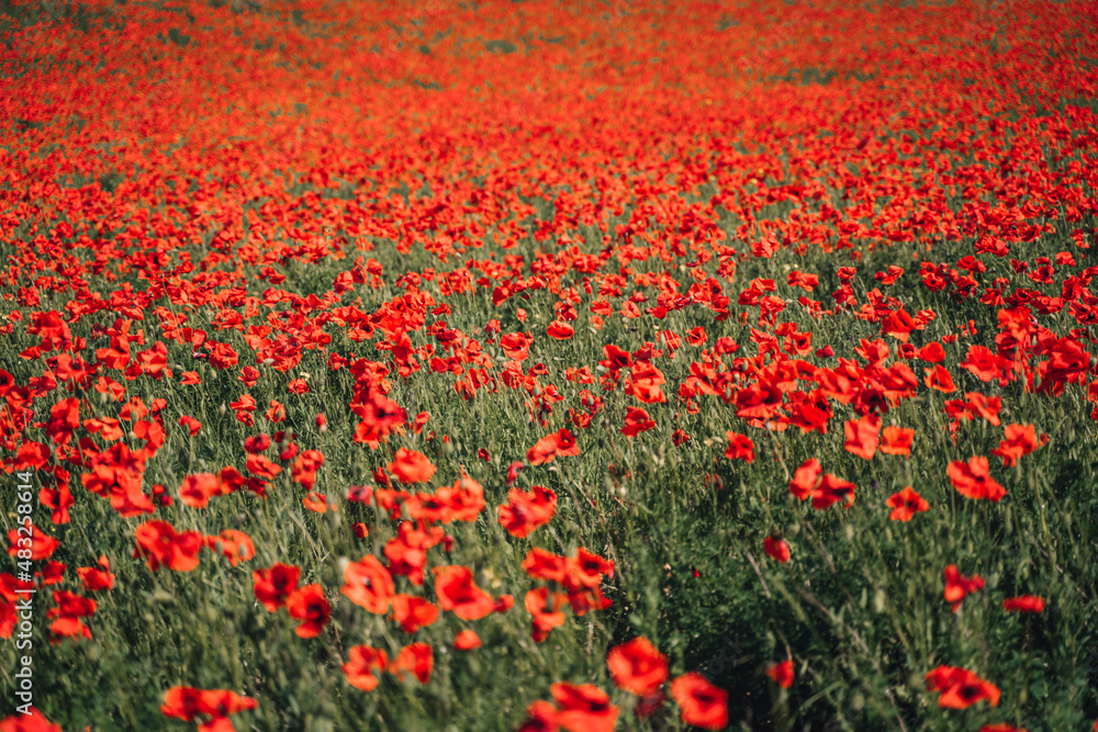 Abstract background with poppies in the field Abstract background with poppies in the field