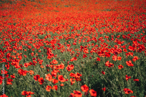 Abstract background with poppies in the field © svetograph