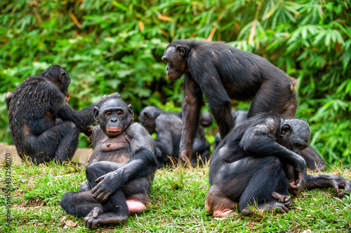 Fotografia Portrait of family of a Chimpanzee bonobo ( Pan paniscus).