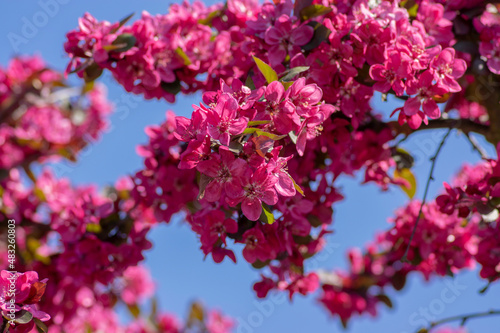 Ornamental malus apple tree plant flowering during springtime  toringo scarlet bright purple pink flowers in bloom 