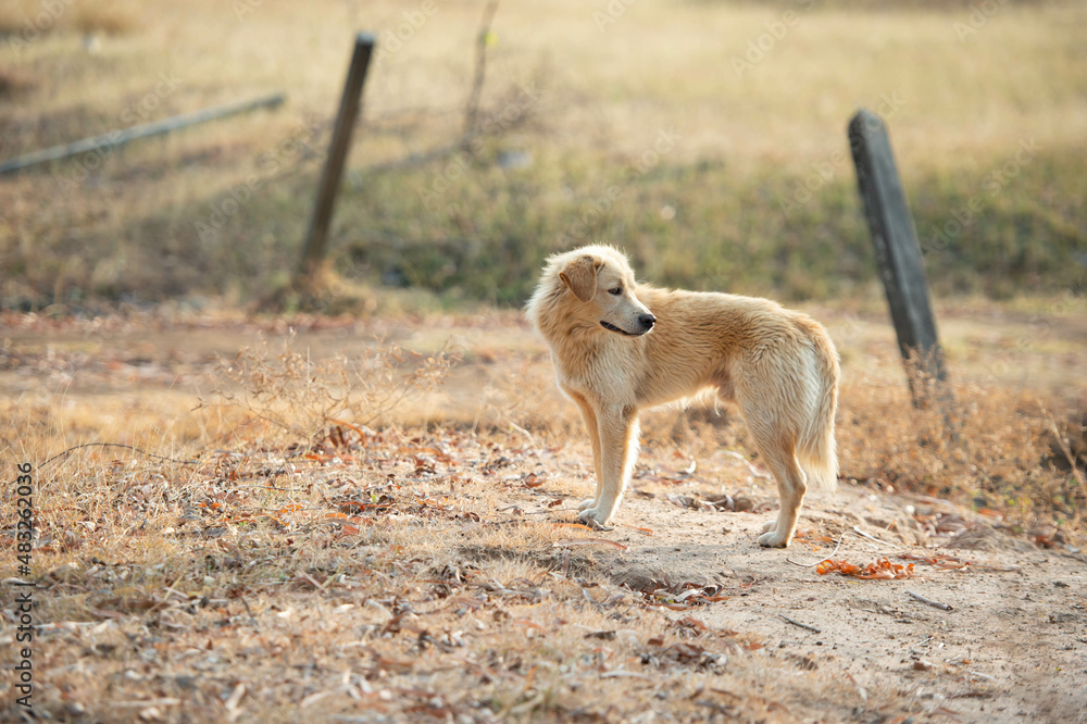 A native dog was standing in a barren sparse forest. A native dog was standing in a barren sparse forest.