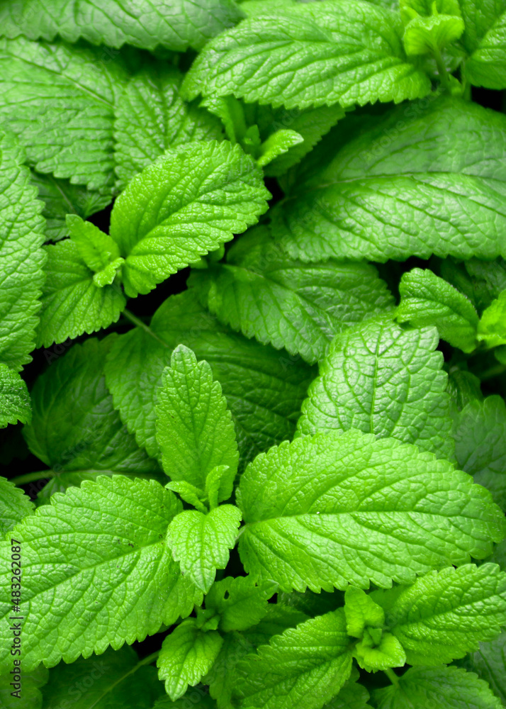 Fresh green leaves of mint, lemon balm, peppermint top view. Mint leaf texture. Ecology natural layout. Mint leaves pattern spearmint herbs nature background Fresh green leaves of mint, lemon balm, peppermint top view. Mint leaf texture. Ecology natural layout. Mint leaves pattern spearmint herbs nature background