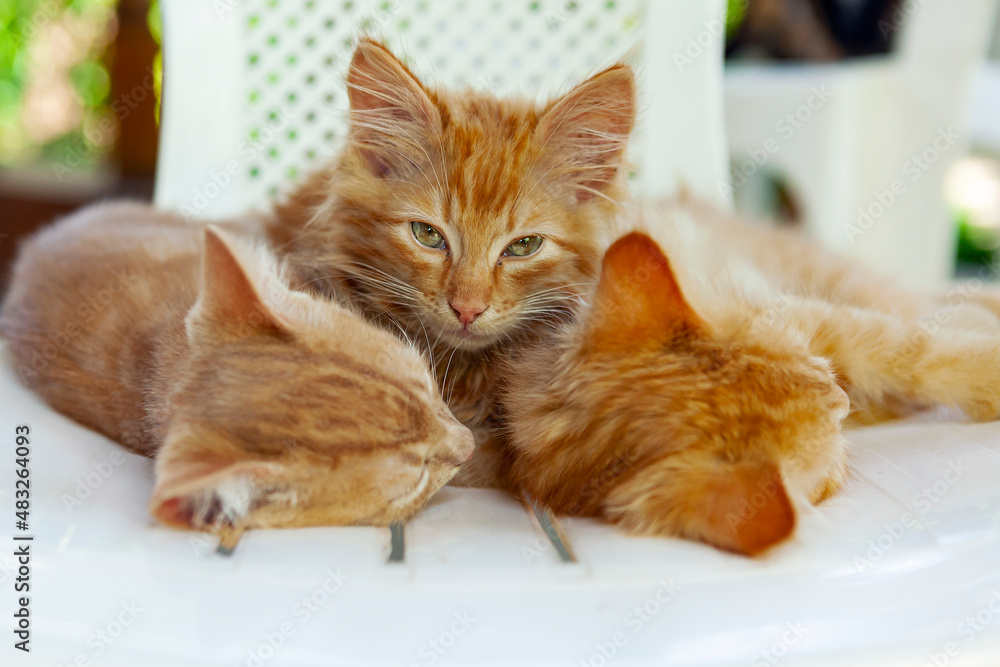 Red kittens sleep on a chair.
Red kittens sleep on a chair.