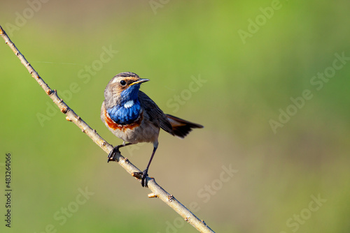 The bluethroat (Luscinia svecica) is a small passerine bird that was formerly classed as a member of the thrush family Turdidae,