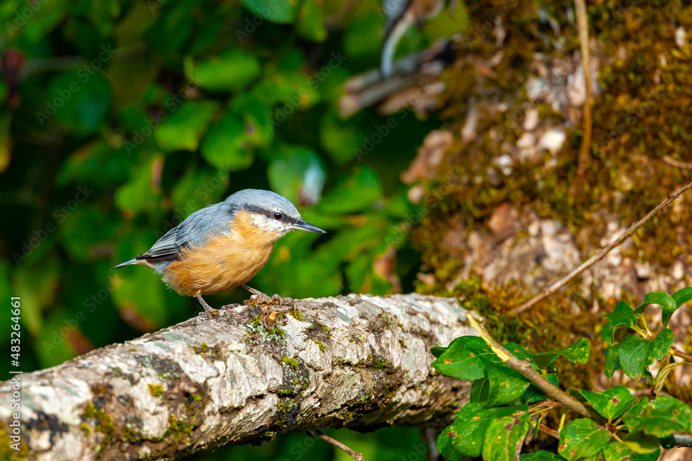 The Eurasian nuthatch on a branch. Birds of Central Russia The Eurasian nuthatch on a branch. Birds of Central Russia