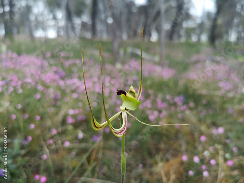 Smooth lipped green spider orchid lacks labellum fringes and grows up to a metre tall photo