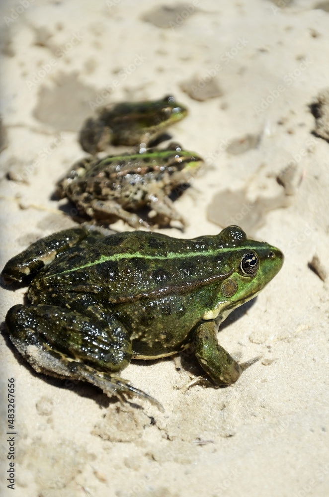Large green frog with selective sharpness. Three frogs sit on the sand.
Large green frog with selective sharpness. Three frogs sit on the sand.