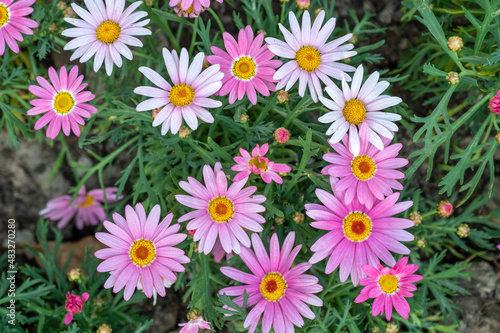 pink and white flowers