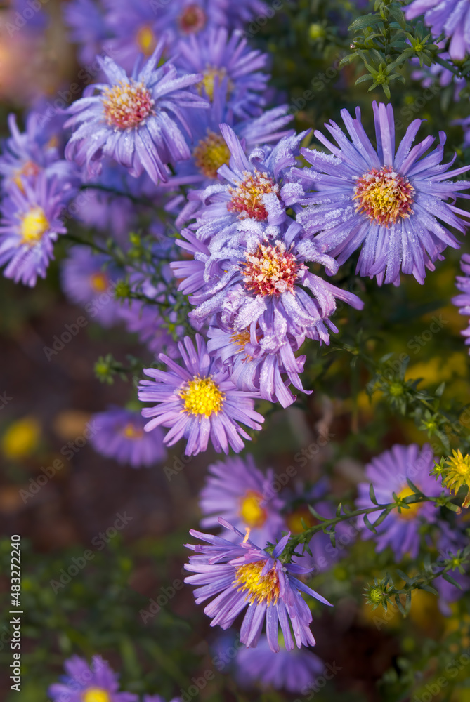 European Michaelmas-daisy (Aster amellus) in garden European Michaelmas-daisy (Aster amellus) in garden