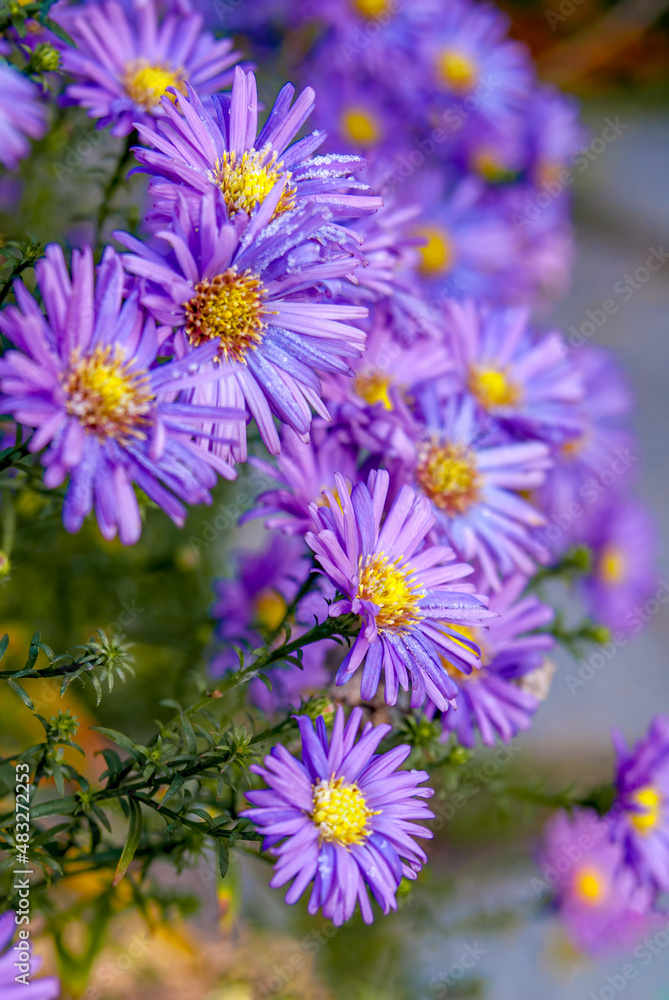 European Michaelmas-daisy (Aster amellus) in garden European Michaelmas-daisy (Aster amellus) in garden
