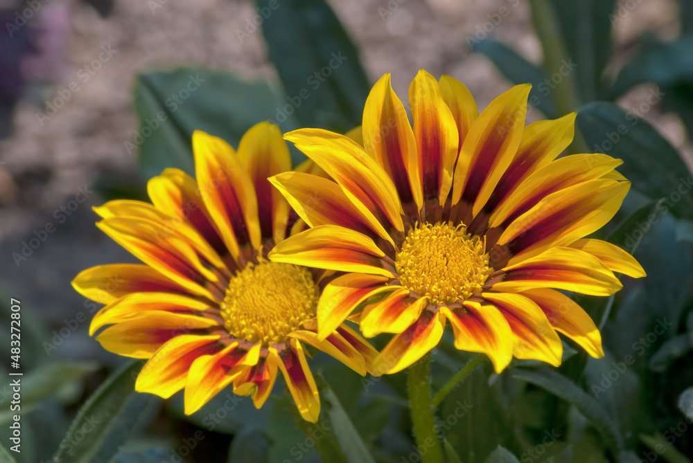 Treasure Flower (Gazania hybrida) in garden Treasure Flower (Gazania hybrida) in garden