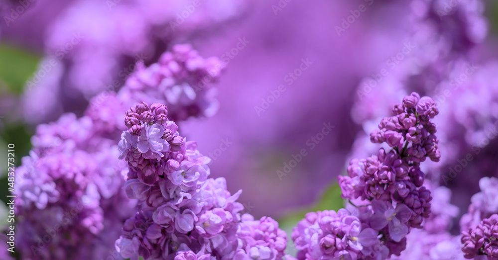 Lilac flower spring background.
