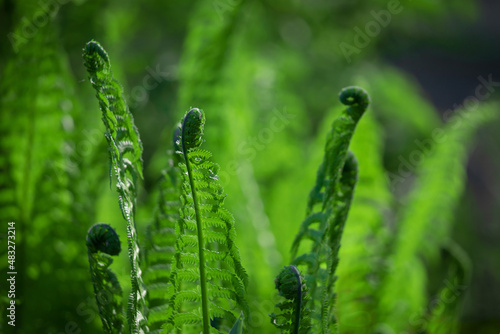 Light green fern leaves on a pale green background.